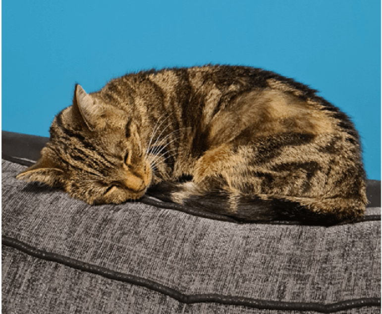 A cat curled up on the back of a sofa